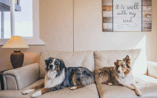 Two of the dogs at The Raleigh House.