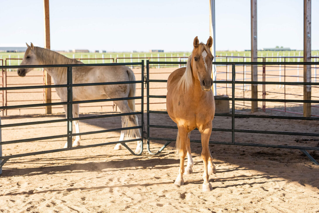 Image of two of the Raleigh House horses