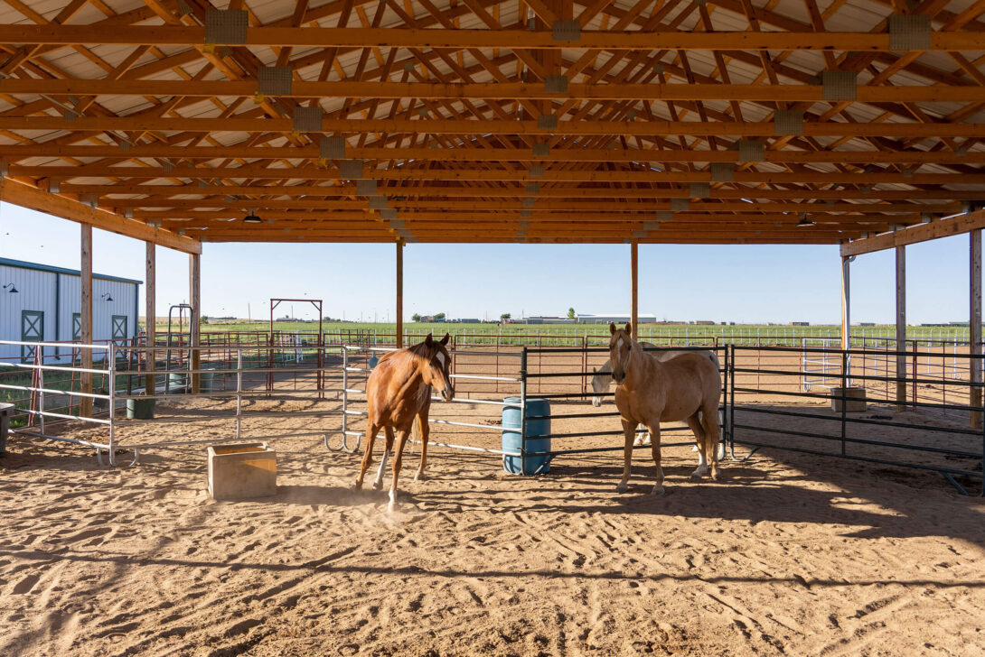 Horses in the Raleigh House paddock