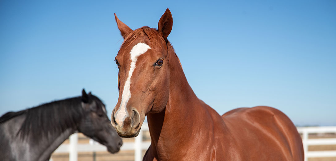 image of horses outside at the ranch